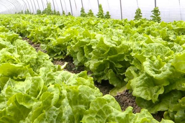 种植生菜是否需要每天浇水,通常只需每隔2-3天浇一次