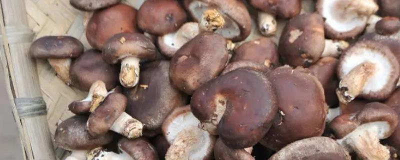 平菇发菌期的管理要点