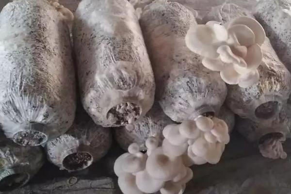 平菇发菌期的管理要点,要定期注意堆垛温度的变化