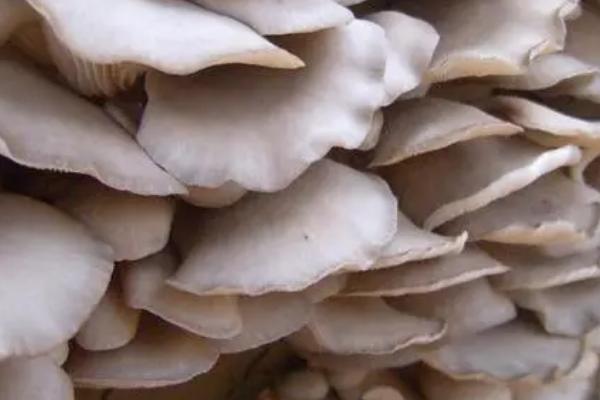 平菇发菌期的管理要点,要定期注意堆垛温度的变化