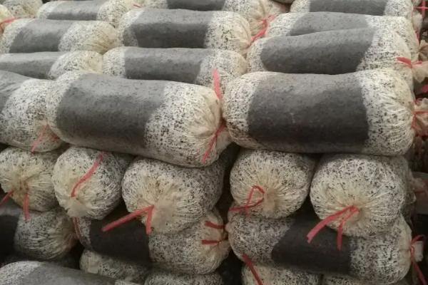 平菇发菌期的管理要点,要定期注意堆垛温度的变化