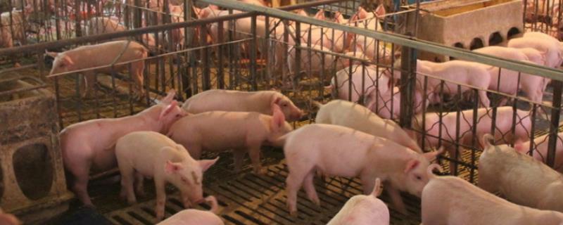 怎么防治蓝耳病与非洲猪瘟