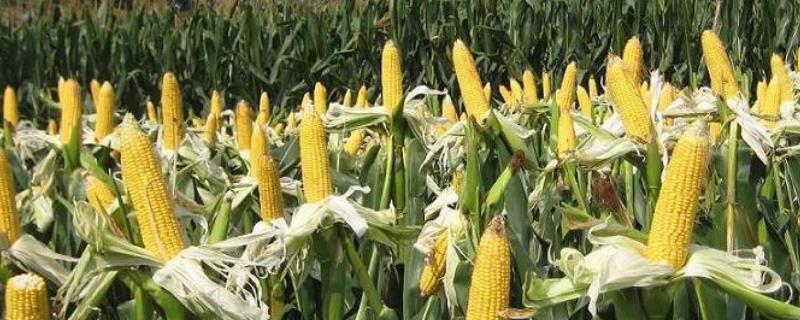 先玉698玉米种简介