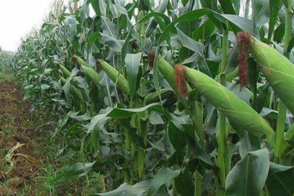 先玉698玉米种简介,辽宁省春播生育期132天左右