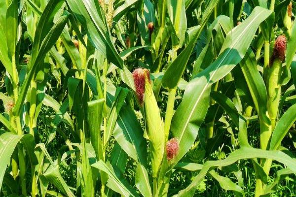 先玉698玉米种简介,辽宁省春播生育期132天左右