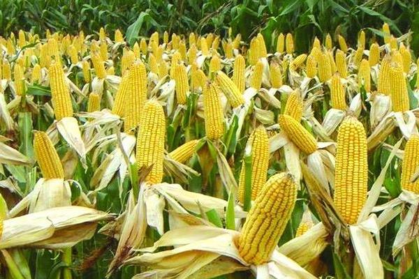 先玉698玉米种简介,辽宁省春播生育期132天左右