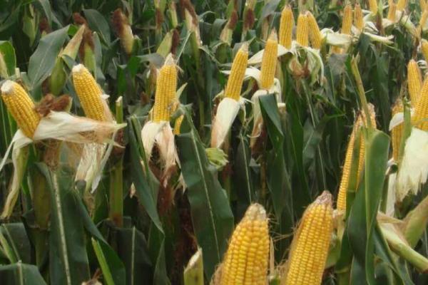 先玉698玉米种简介,辽宁省春播生育期132天左右