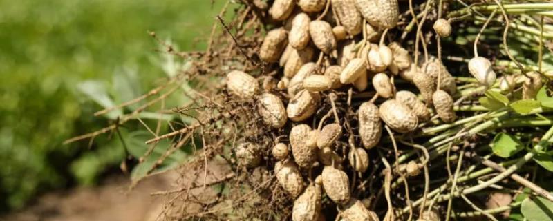 花生田间管理办法