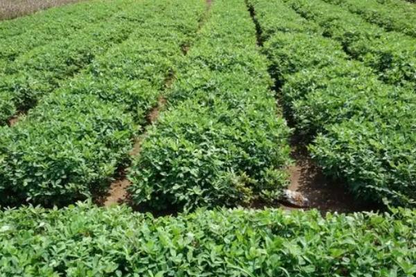 花生田间管理办法,出齐苗后应及时清除杂草