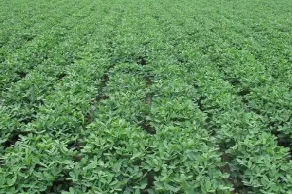 花生田间管理办法,出齐苗后应及时清除杂草