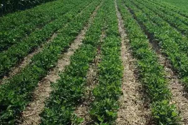 花生田间管理办法,出齐苗后应及时清除杂草