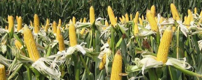 玉米什么时候防虫好