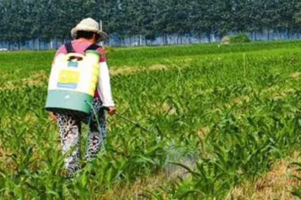 玉米什么时候防虫好,抽雄前和穗期都适合防虫