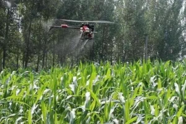 玉米什么时候防虫好,抽雄前和穗期都适合防虫