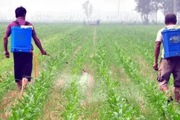 玉米什么时候防虫好,抽雄前和穗期都适合防虫