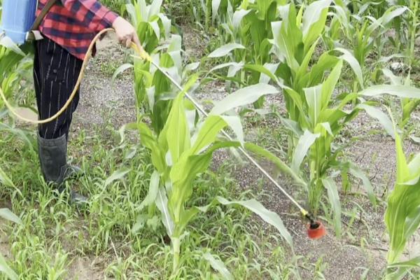 玉米什么时候防虫好,抽雄前和穗期都适合防虫