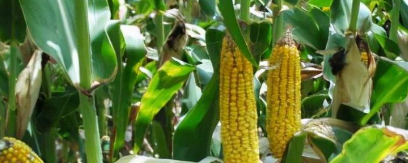 玉米红锈病的发生原因