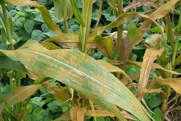 玉米红锈病的发生原因,越冬病菌的孢子会在春季萌发、并开始传播扩散