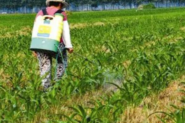 玉米红锈病的发生原因,越冬病菌的孢子会在春季萌发、并开始传播扩散