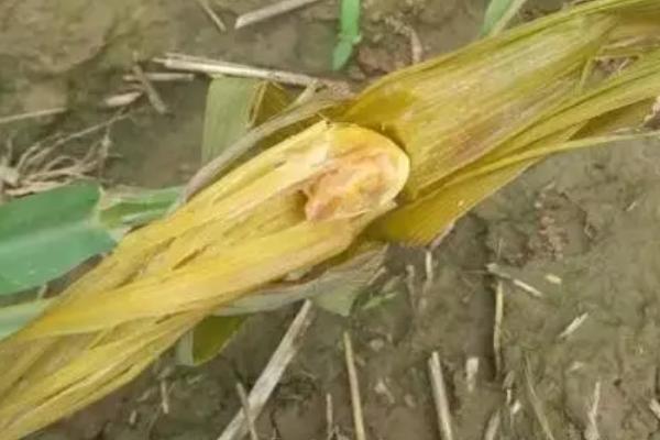 玉米红锈病的发生原因,越冬病菌的孢子会在春季萌发、并开始传播扩散