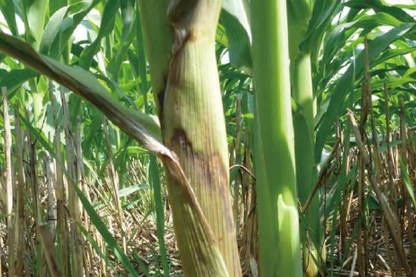 玉米红锈病的发生原因,越冬病菌的孢子会在春季萌发、并开始传播扩散