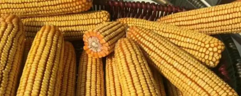 豫单976玉米种子简介