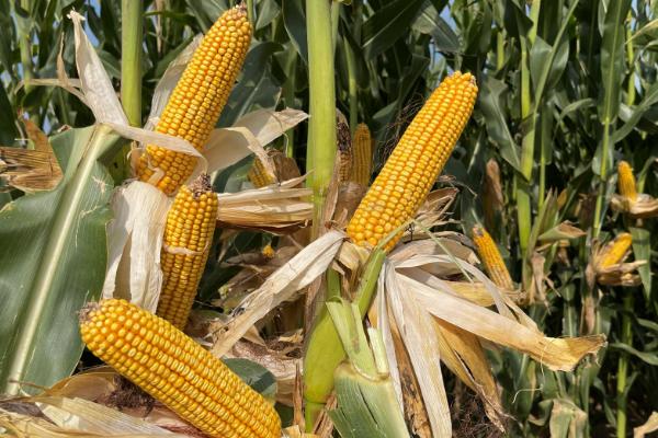 豫单976玉米种子简介,适宜密度5000株/亩