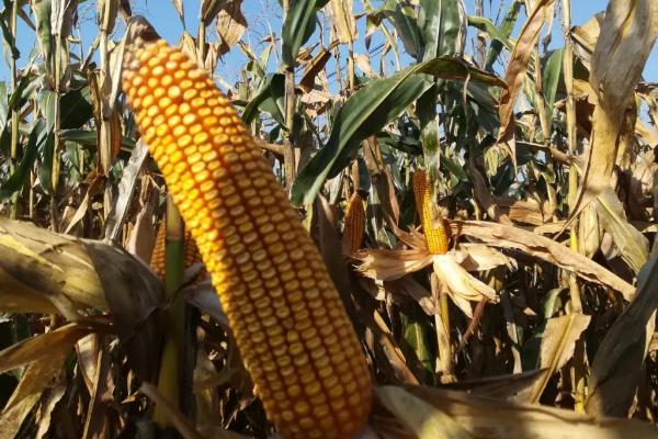 豫单976玉米种子简介,适宜密度5000株/亩