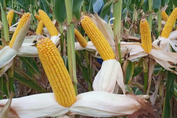 伟玉618玉米种子简介,平均生育期104.0天