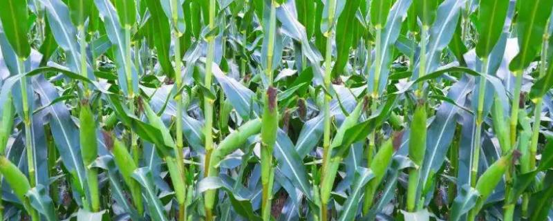 郑单602玉米种子简介