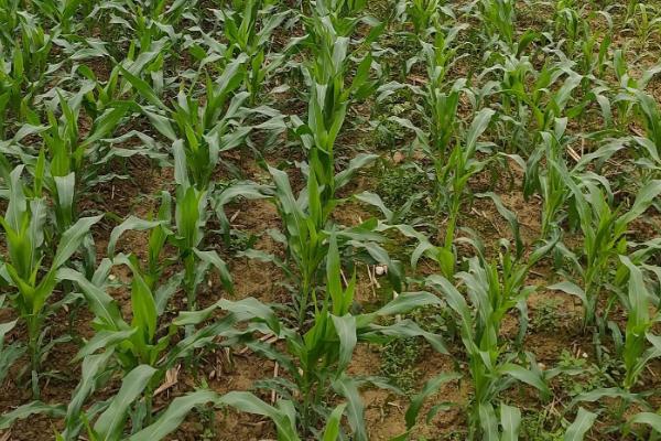 新科1903玉米品种简介,适宜密度4500株/亩