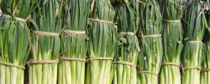 葱种植选什么品种好