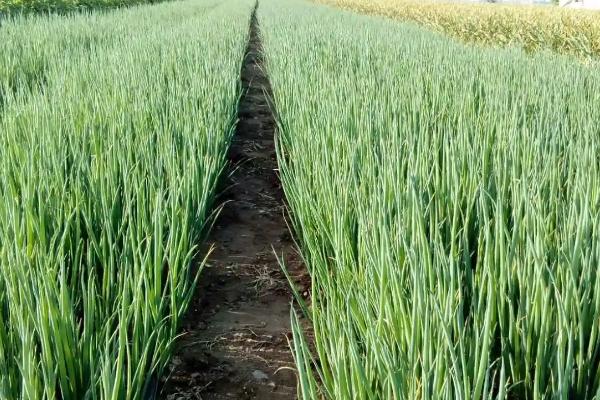 葱种植选什么品种好,可选择小葱、改良葱、水沟葱等