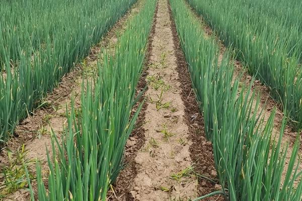 葱种植选什么品种好,可选择小葱、改良葱、水沟葱等