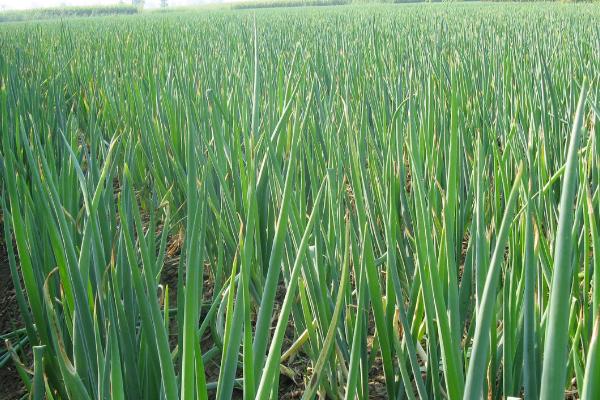 葱种植选什么品种好,可选择小葱、改良葱、水沟葱等