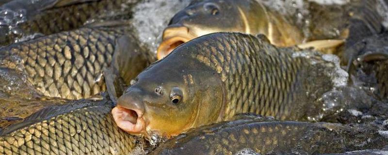 冬季阴天适合钓鱼吗