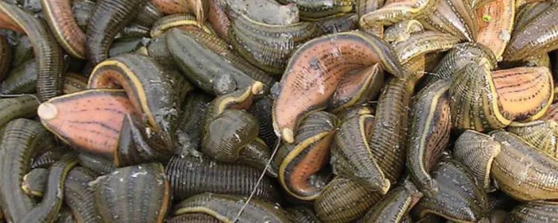 水蛭的养殖方法