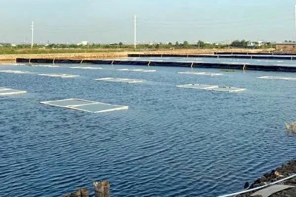 水蛭的养殖方法,在避风向阳和排灌方便的地方建造养殖池塘