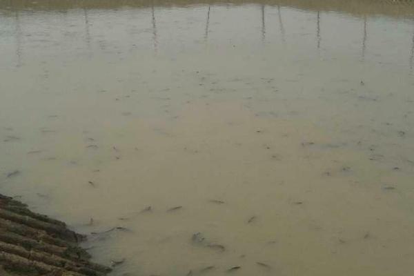 水蛭的养殖方法,在避风向阳和排灌方便的地方建造养殖池塘