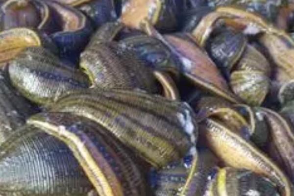 水蛭的养殖方法,在避风向阳和排灌方便的地方建造养殖池塘