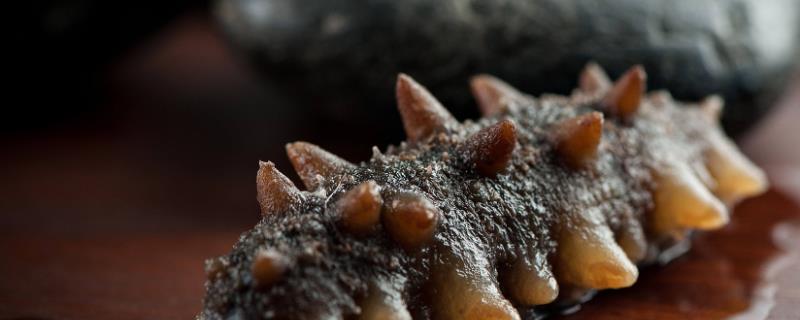 海参的分布范围