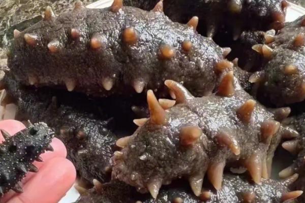 海参的分布范围,分布于世界各海