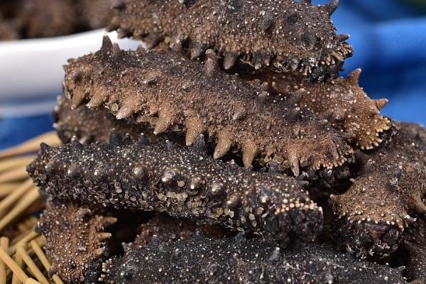 海参的分布范围,分布于世界各海