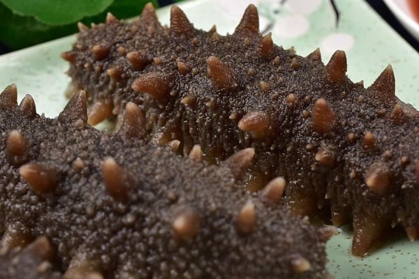 海参的分布范围,分布于世界各海