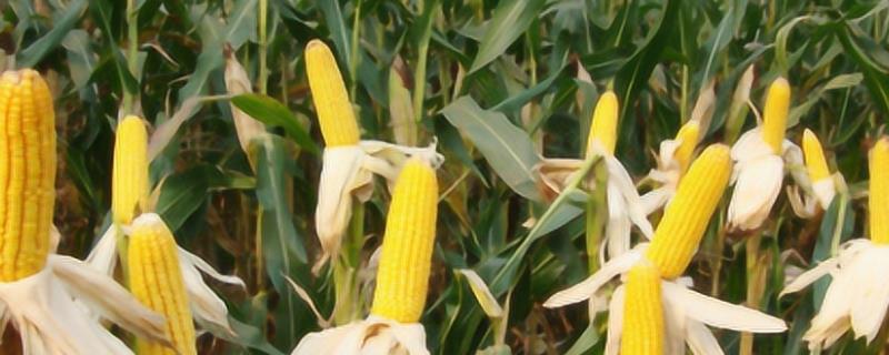 玉米苗后除草剂什么时候打好