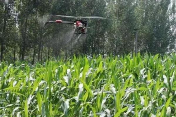 玉米苗后除草剂什么时候打好,傍晚六点以后喷效果好