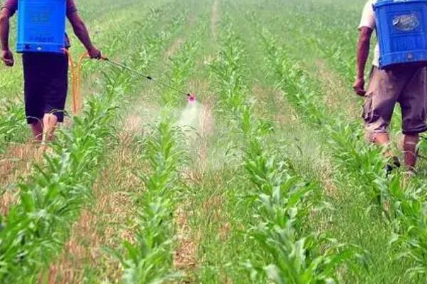 玉米苗后除草剂什么时候打好,傍晚六点以后喷效果好