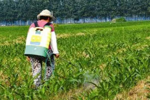 玉米苗后除草剂什么时候打好,傍晚六点以后喷效果好
