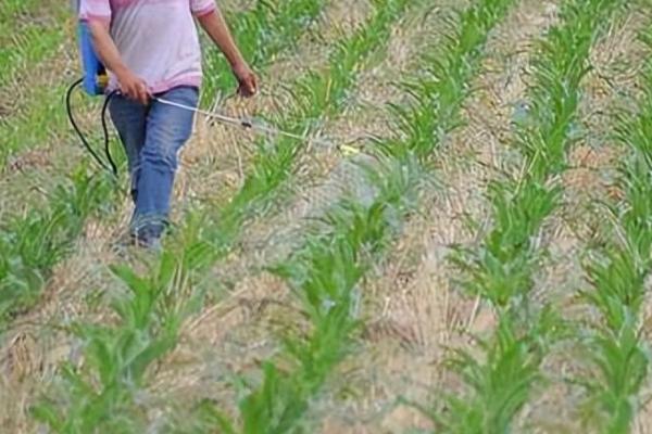 玉米苗后除草剂什么时候打好,傍晚六点以后喷效果好