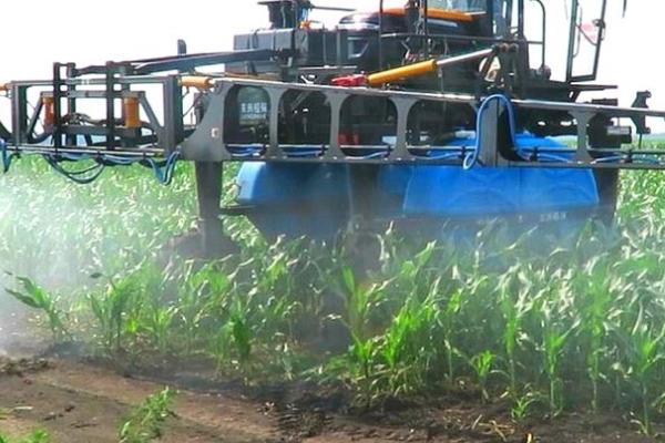 玉米苗后除草剂什么时候打好,傍晚六点以后喷效果好